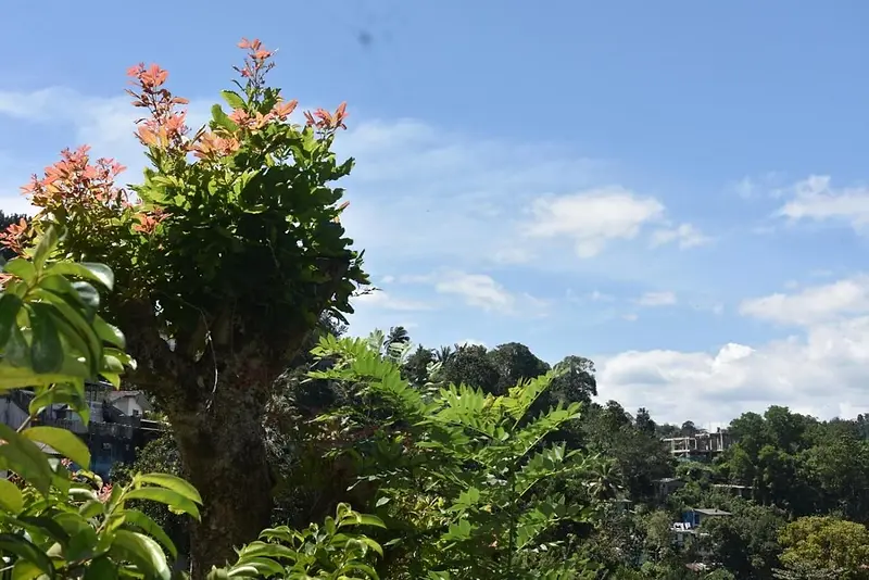 Flowering tree in the garden against the sky