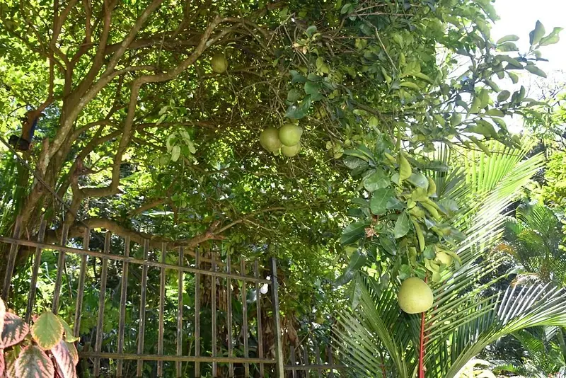 Fruit tree in the guest house garden
