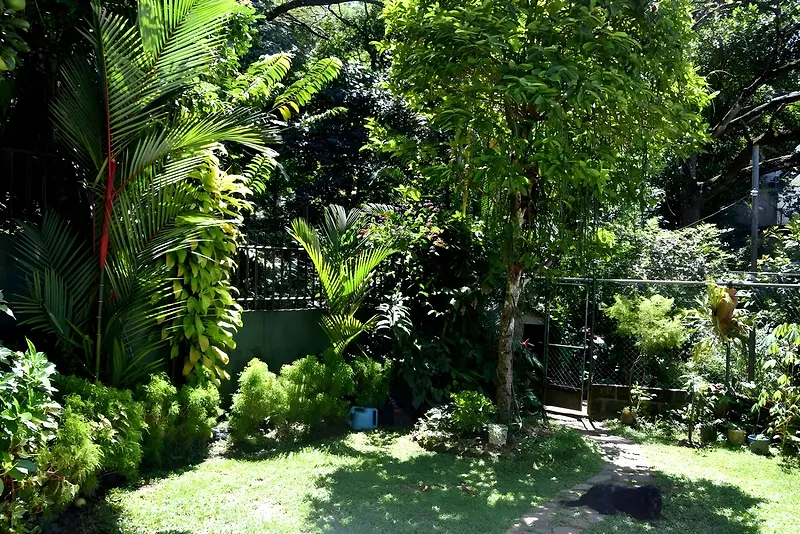 Garden lawn with palms and flowering shrubs
