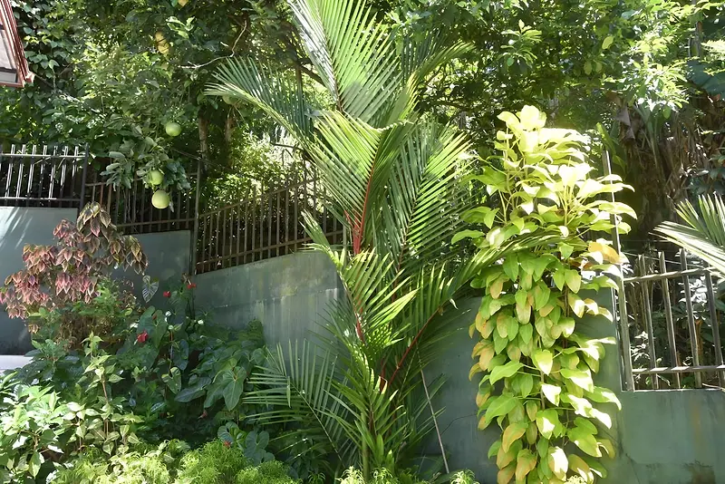 Palms and tropical plants in the garden